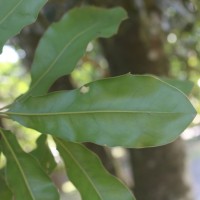 Macadamia ternifolia F.Muell.